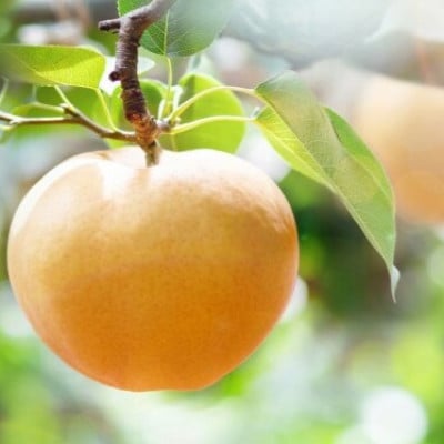 【2025年発送】あたご梨 3～4玉 化粧箱 約400～500g玉(A3-05)