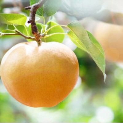 【2025年発送】あたご梨 2玉 化粧箱 約750g玉(A2-75)