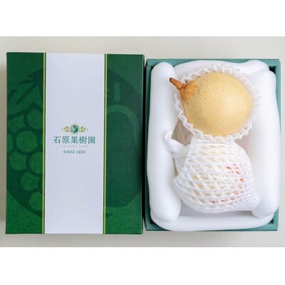 【2025年発送】ヤーリー 2玉 贈答箱(YR-10)