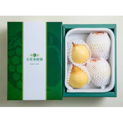 【2025年発送】ヤーリー 2kg 贈答箱 3～6玉(YR-20)