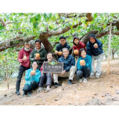 【2025年発送】ヤーリー 2kg 贈答箱 3～6玉(YR-20)