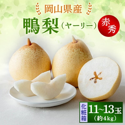 【2025年発送】ヤーリー4kg 化粧箱 11～13玉(YRK-40)