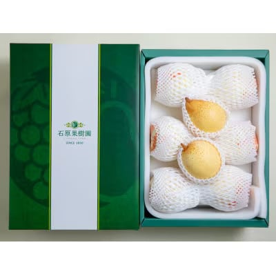 【2025年発送】ヤーリー 4kg 贈答箱 6～10玉(YR-40)