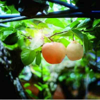 【2025年発送】詰め合わせ 2kg 贈答箱 あたご 1～2玉・鴨梨 2玉(AY-20)