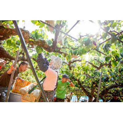 【2025年発送】備前乙女梨 3kg箱 5～6玉入り(BO-30)