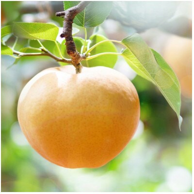 あたご梨 1玉 贈答箱 赤秀 約1.3kg玉(A1-13)