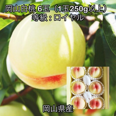 【2026年発送】岡山県産 岡山白桃6玉(1玉250g以上)ロイヤル 化粧箱入り