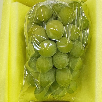 【2026年発送】岡山県産 マスカットオブアレキサンドリア 1房 赤秀 (550g以上)　化粧箱入り