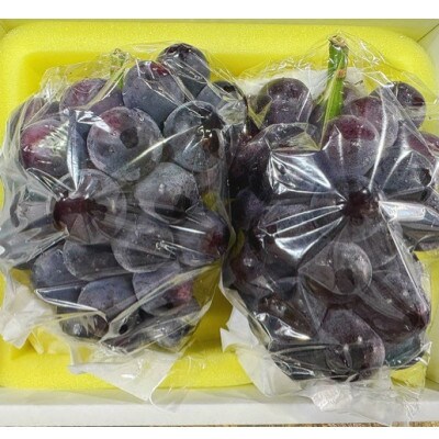 【2026年発送】岡山県産 オーロラブラック 2房 (約1.1kg) 化粧箱入り