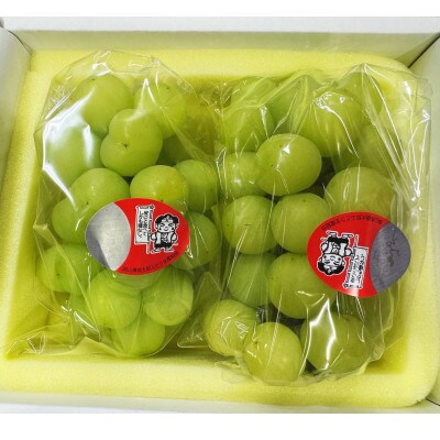 【2026年発送】岡山県産 桃太郎ぶどう 2房(約940g)化粧箱入り