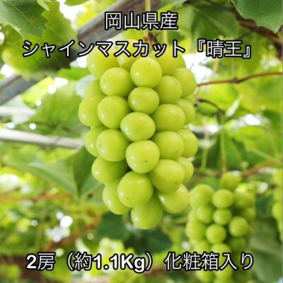 【2026年発送】岡山県産 シャインマスカット『晴王』2房(約1.1kg)化粧箱入り