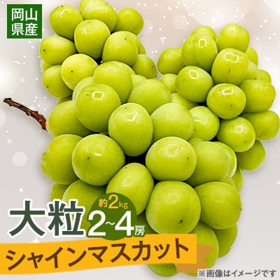 【2026年9月末より発送】大粒シャインマスカット 約2kg(2～4房)
