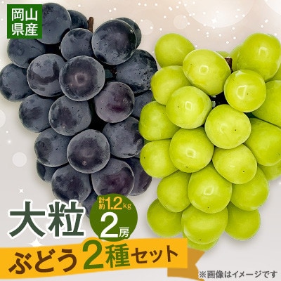 【2026年9月末より発送】大粒ぶどう2種セット シャインマスカットほか 2房 約1.2kg