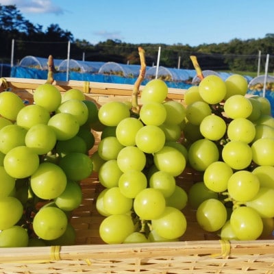 【2026年先行予約】【訳あり】NISSHOKU FARM ご家庭用シャインマスカット 約1.0kg