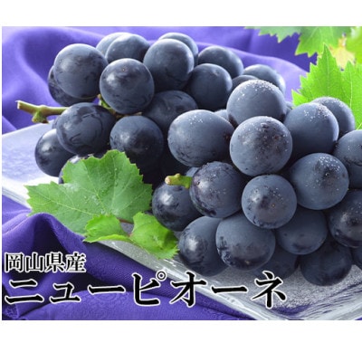 岡山県産 2026年 ニューピオーネ 約500g×2房 種無し