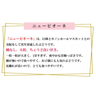 岡山県産 2026年 ニューピオーネ 約500g×2房 種無し
