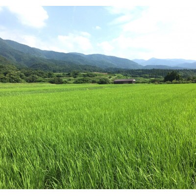 【令和6年産】佐渡高千産コシヒカリ 真空包装1kg×4袋(精米)