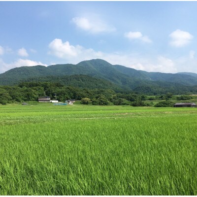 【令和6年産】佐渡高千産コシヒカリ 精米 150g×20袋　真空包装