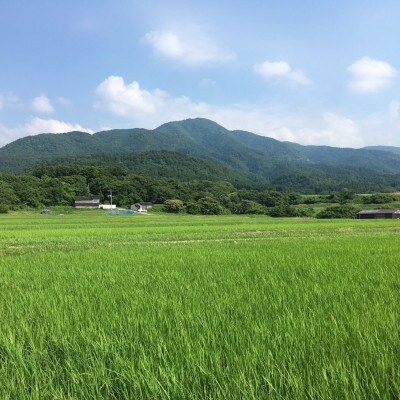 【令和6年産】佐渡高千産コシヒカリ 玄米 5.5kg