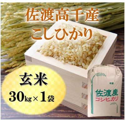 令和7年産　佐渡高千産こしひかり　玄米30kg×1袋