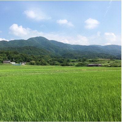 令和7年産　佐渡高千産こしひかり　玄米30kg×1袋