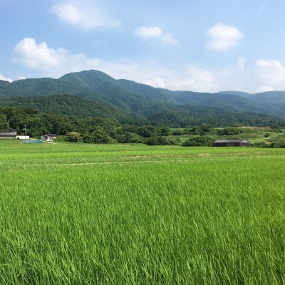 【令和7年産】佐渡高千産コシヒカリ　精米27kg×1袋