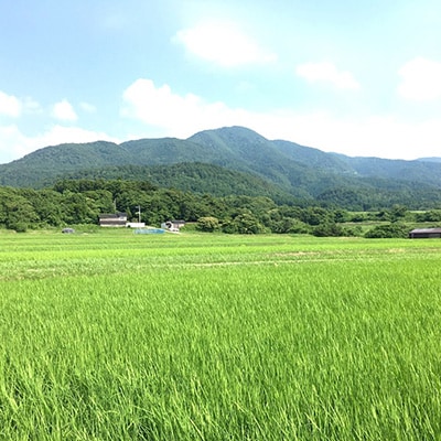 【毎月定期便】佐渡産こしひかり 5kg(精米)全12回