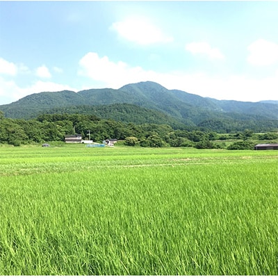 【毎月定期便】佐渡産こしひかり10kg　全12回