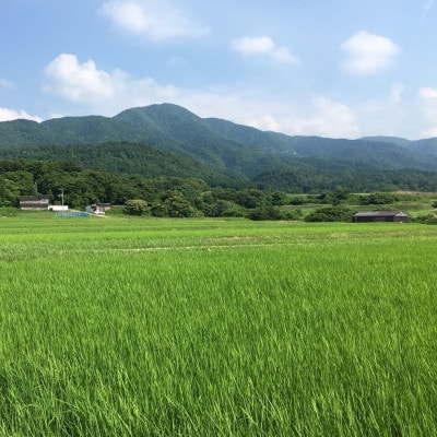 【毎月定期便】佐渡産こしひかり 5kg(精米)全6回