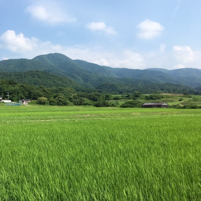 【毎月定期便】佐渡産こしひかり 5kg(精米)全12回