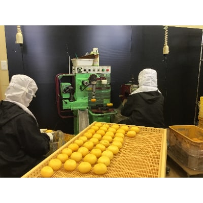 南佐渡産・あんぽ柿　10パック入り