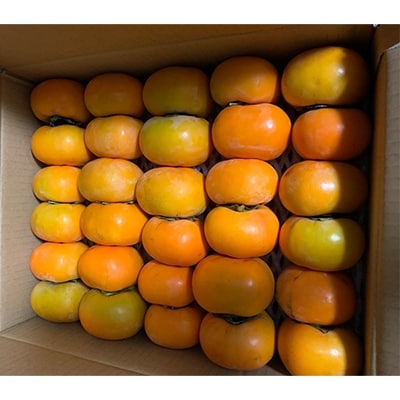 佐渡齋藤農園　渋柿約10kg　ハネ柿
