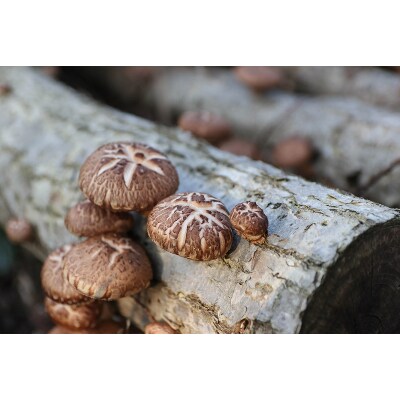 佐渡外海府　椎茸　原木育ち　70g×4袋