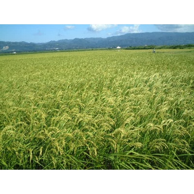 令和6年産　佐渡産コシヒカリ米「朱鷺と暮らす郷」5kg