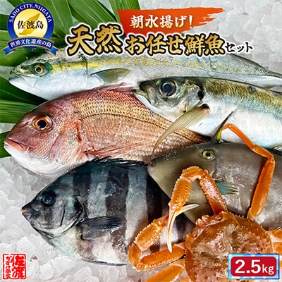 佐渡産 天然お任せ鮮魚セット 2.5kg