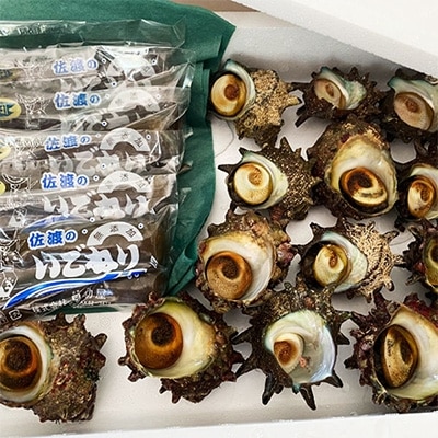 佐渡産　活サザエ1.2kg(8～10個)+佐渡のソールフード「いごねり」5パック