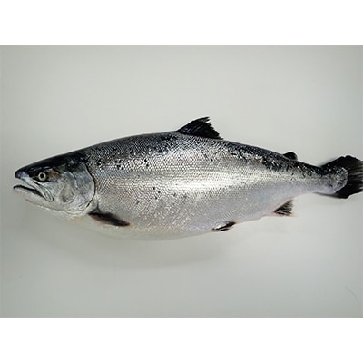 【期間限定】新潟県佐渡産(養殖サーモン)佐渡満開さくらます　1尾まるごと(約1.6kg)