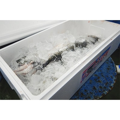 【期間限定】新潟県佐渡産(養殖サーモン)佐渡満開さくらます　1尾まるごと(約1.6kg)