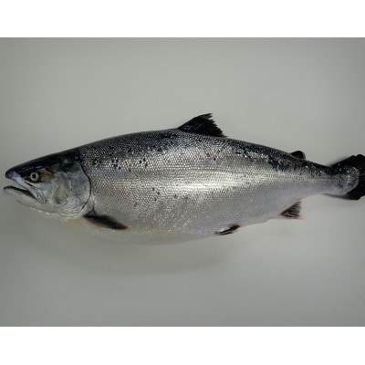 【先行予約】【期間限定】(新潟県佐渡産)佐渡満開さくらます 1尾まるごと発送!