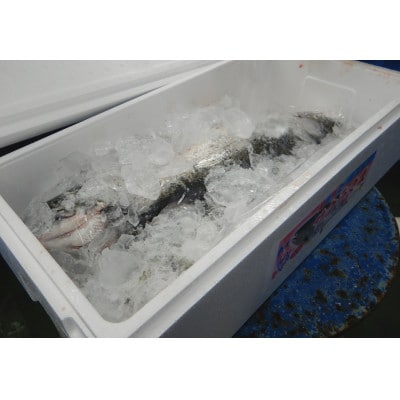 【先行予約】【期間限定】(新潟県佐渡産)佐渡満開さくらます 1尾まるごと発送!