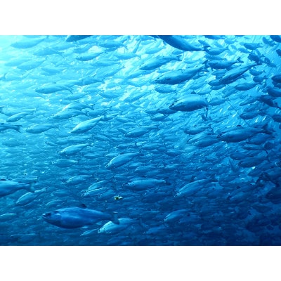 【先行予約】【期間限定】(新潟県佐渡産)佐渡満開さくらます 1尾まるごと発送!