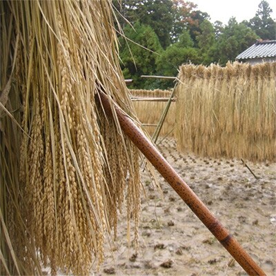 佐渡産 【玄米】栽培期間農薬・肥料不使用1年目はざ掛け天日干し米ササニシキ5kg