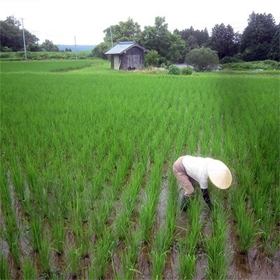 佐渡産 【玄米】栽培期間農薬・肥料不使用1年目はざ掛け天日干し米ササニシキ5kg