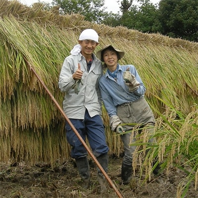 佐渡産 【玄米】栽培期間農薬・肥料不使用1年目はざ掛け天日干し米ササニシキ5kg
