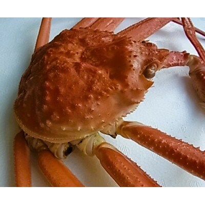 【さとふる限定】<先行予約>※訳あり 佐渡産ずわいがに 400g×2