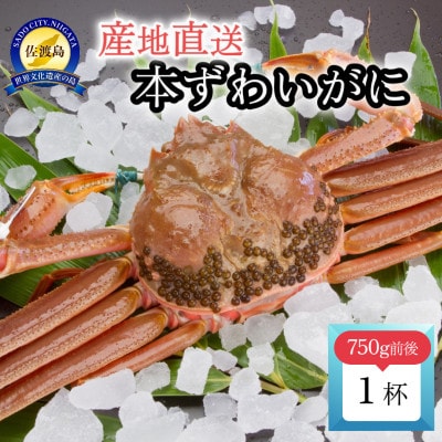【先行予約】佐渡産 本ずわいがに 750g前後 1杯
