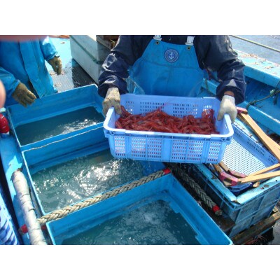 佐渡島産 南蛮エビ(甘えび) 800g