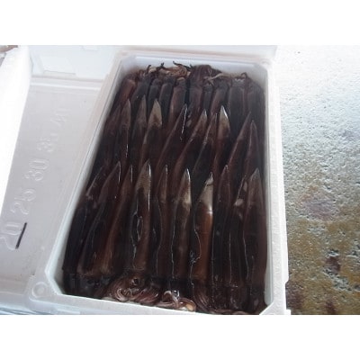 真いかの醤油漬け　4～5杯入(240g)×3P