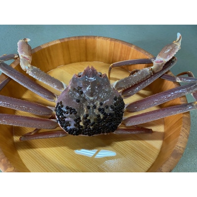 佐渡産 本ずわいがに 800g(400g×2杯)