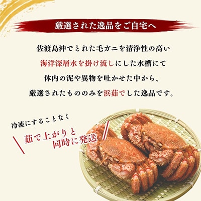佐渡産 毛ガニ 800g